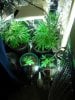 Day37_GrowRoom.jpg