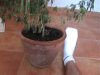 pot size.jpg