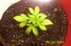 rollitup-bubbleicious grow 003.jpg