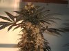 bud 105.jpg