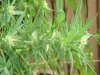 DSC01586.JPG
