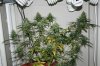 whole plant pictures 001.jpg