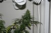 whole plant pictures 007.jpg