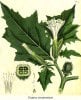 datura_stramonium2.jpg