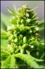 05-male-cannabis-plant.jpg