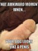 dog-meme-generator-that-awkward-moment-when-your-dog-looks-like-a-penis-46bb80.jpg