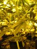 grow defoliation exp under canopy 002.JPG