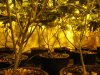 grow defoliation exp under canopy 012.JPG