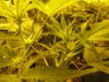 defoliation exp grow 005.JPG