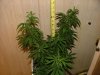 Week 8_1st day flower005.jpg