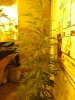 skywalker og grow may 2014 week 2 and 3 031.JPG