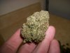 Blue Hash (Dinafem) - Outdoor (1).jpg