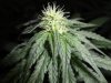 Glass Slipper Buds Day 28 Flower (4).JPG