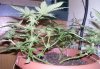 LST BH week 2 flowering..JPG