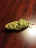 Local Bud Dense 1.JPG