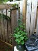 malabar spinach.JPG