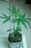 CritPlus Day 29_Plant4.JPG