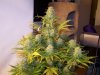 6 wk flower 003.jpg