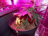 DSCN0693.JPG