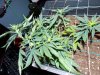 DSCN0706.JPG