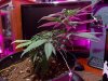 DSCN0701.JPG