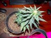 DSCN0720.JPG