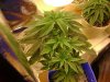 Big Bud-32 days cheated,,,No Stress 089.jpg