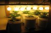 new_lights_plants1.jpg