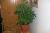 swampdonkey-ie-albums-me-next-grow-picture25808-jack-herer.jpg