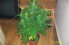 swampdonkey-ie-albums-me-next-grow-picture25810-jack-herer.jpg