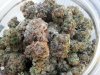 purple-platinum-og-1773198466.jpg