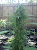 2014-06-02_15-43-47_254.jpg