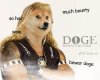Doge-The-Bounty-Hunter1[1].jpg