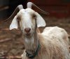 TOP-STORY-3-GOAT[1].jpg