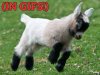 Baby-goat-gifs-400x300.jpg