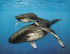 humpback-whale[1].jpg