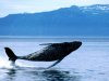 Breaching-Humpback-Whale-pictures-underwater-photos[1].jpg