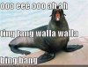 walrus-singing-56221960106.jpeg