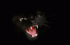 evil-cat-460x302.gif