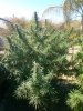 CAM05422.jpg