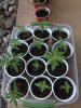 seedlings 9-10-14.jpg