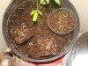 the seedlings in the new soil mix waiting to hatch.jpg