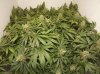 random cbd skunk haze net photo.jpg