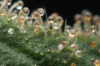 Trichomes.png