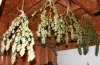 Outdoor-JTRSeeded-Harvest1.JPG