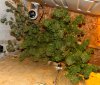 PPP-Day-63-Harvest-3.JPG