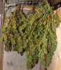 PPP-Day-63-Harvest-5.jpg