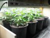 481801330-Grow_5_Veg_05.jpg