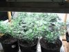 481831437-Grow_7_Veg_03.jpg