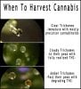 trichs.jpg